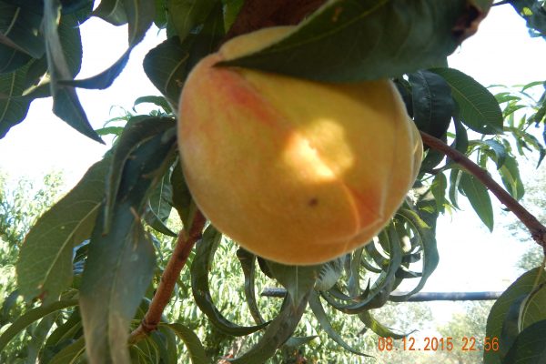 Molfetta, Italy
Nick's family farm