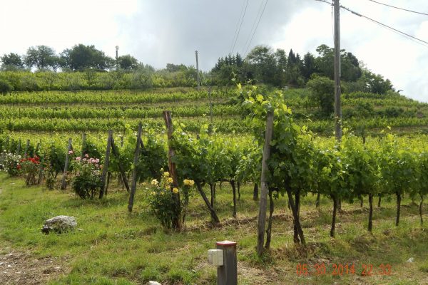 Our friends at 
Podere Campriano
Greve in Chianti