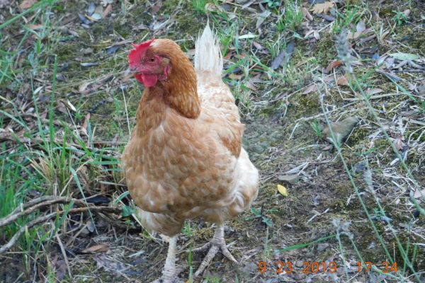 Rooster of Italy