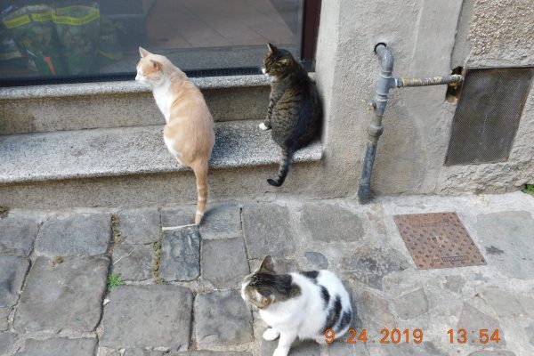 Cats of Italy