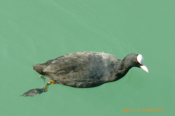 Birds of Italy