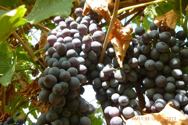 Amarone Grapes