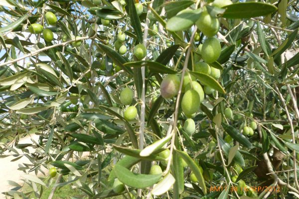 Olives of Italy