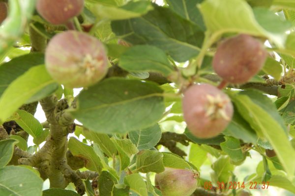 Figs of Italy