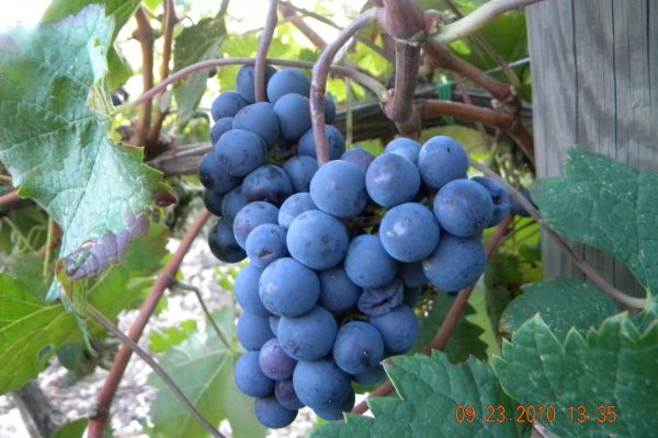 Tuscany grapes