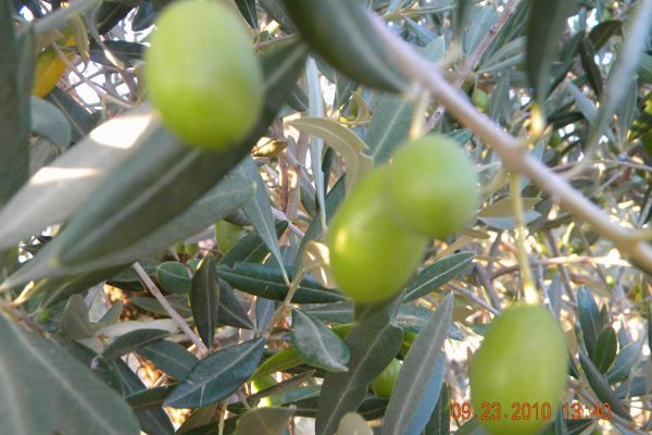 Olives