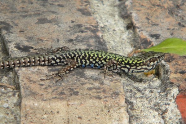 Tuscany lizard